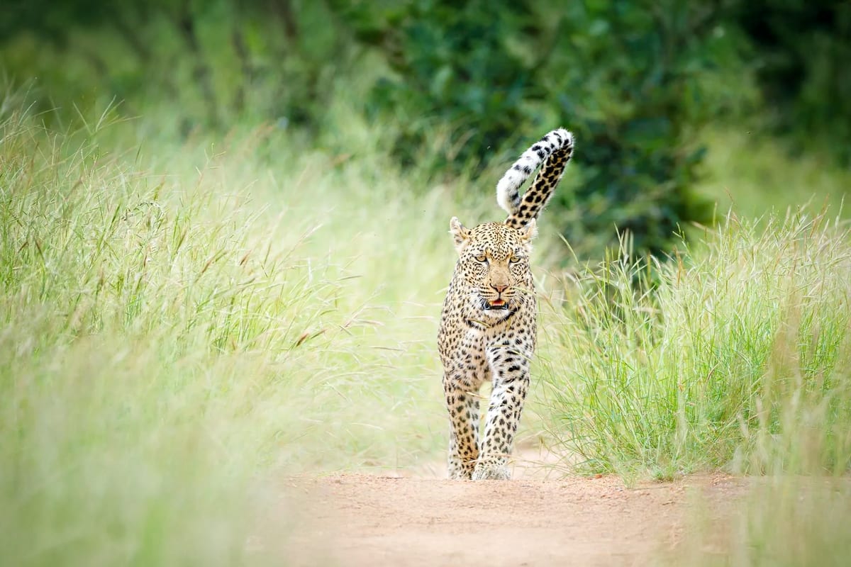 Tanda Tula wildlife