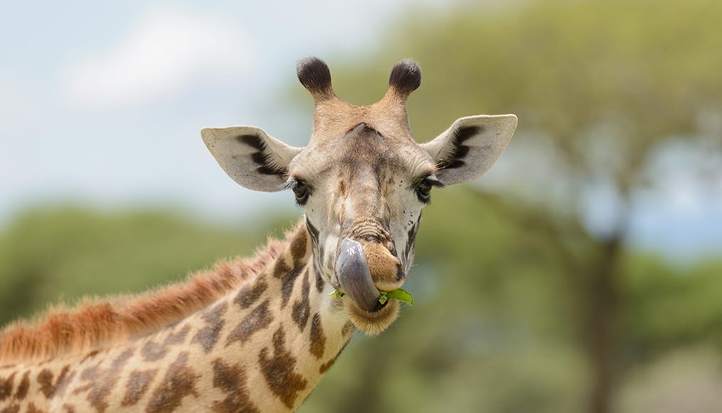 Masai giraffe Tanzania national animal