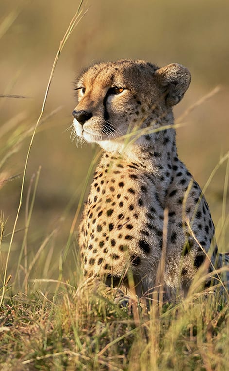 Best time to visit Tanzania calendar