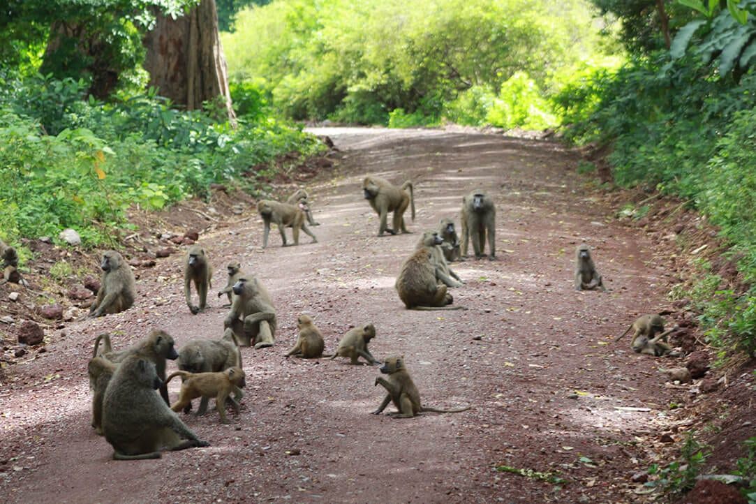 tanz-bestplaces-lakemanyara__0000_01