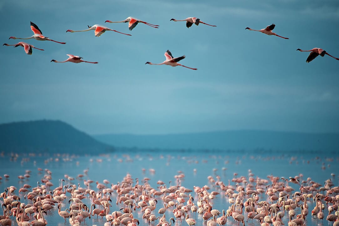 tanz-bestplaces-lakemanyara__0004_05