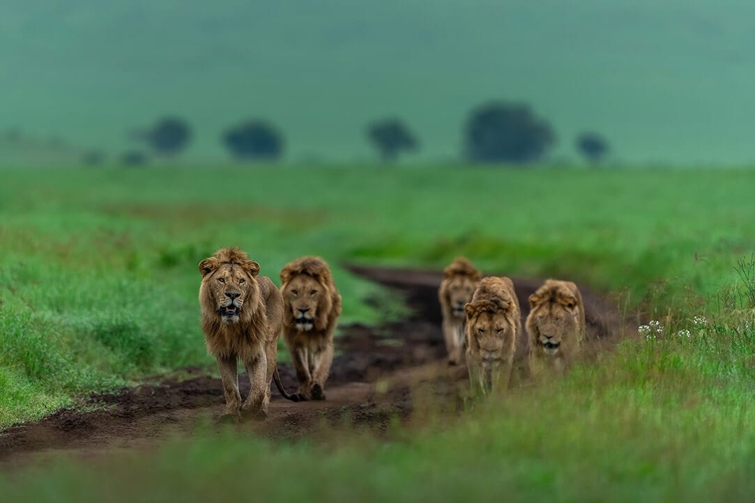 tanz-bestplaces-ngorongoro__0002_03
