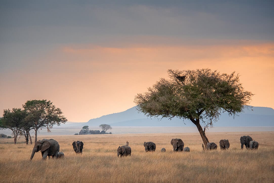 tanz-bestplaces-serengeti__0001_02
