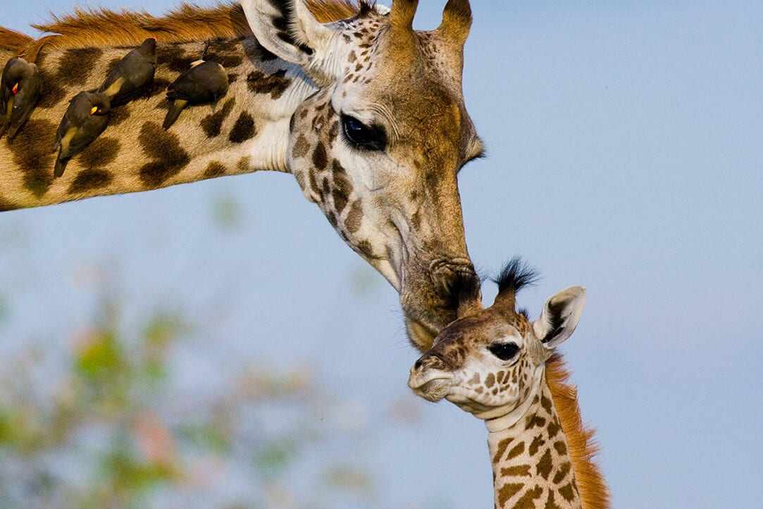 tanz-bestplaces-serengeti__0004_05