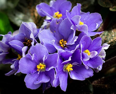 African violet Tanzania national flower