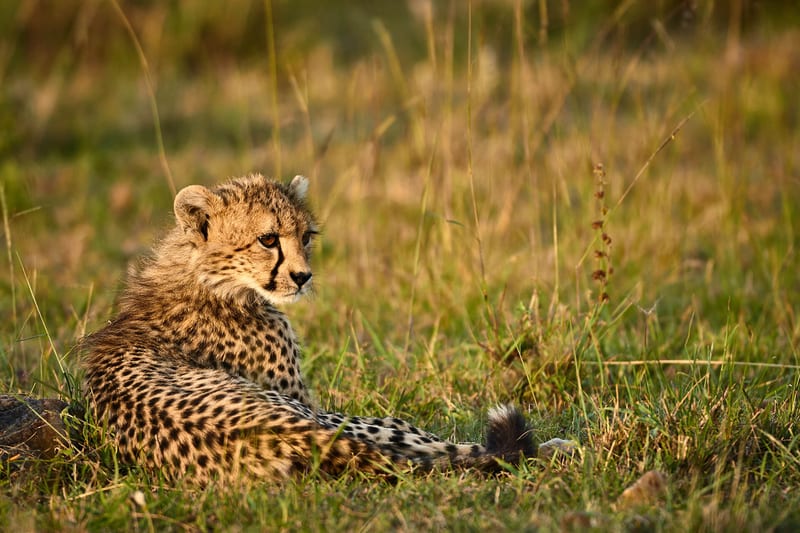 tanz-header-img__0009_10