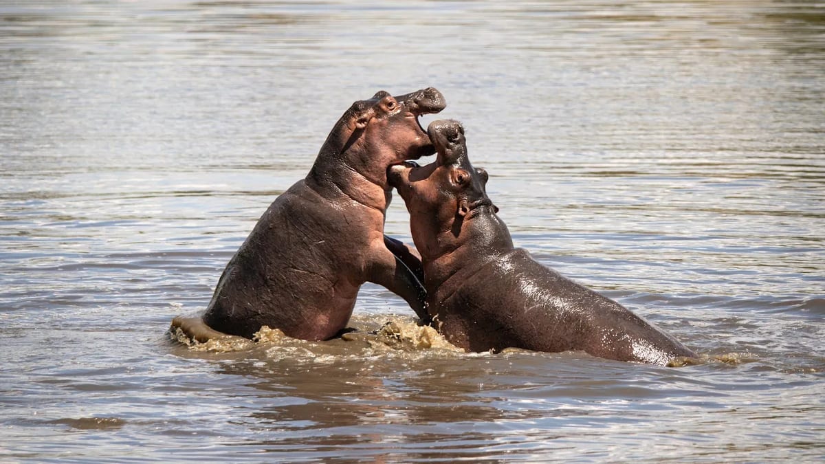 Tanzania hippos playing in river