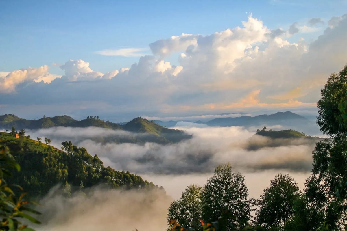 Uganda best country for safari