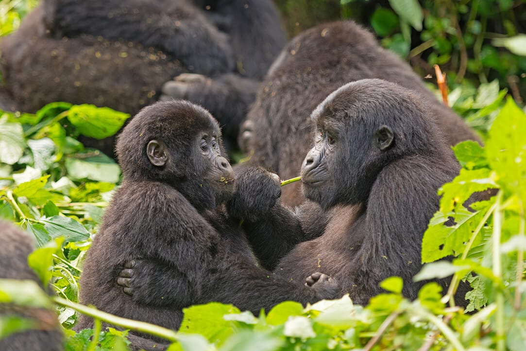uganda-bestplaces-bwindi__0001_02