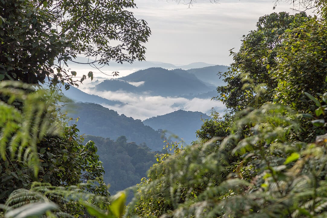 uganda-bestplaces-bwindi__0004_05