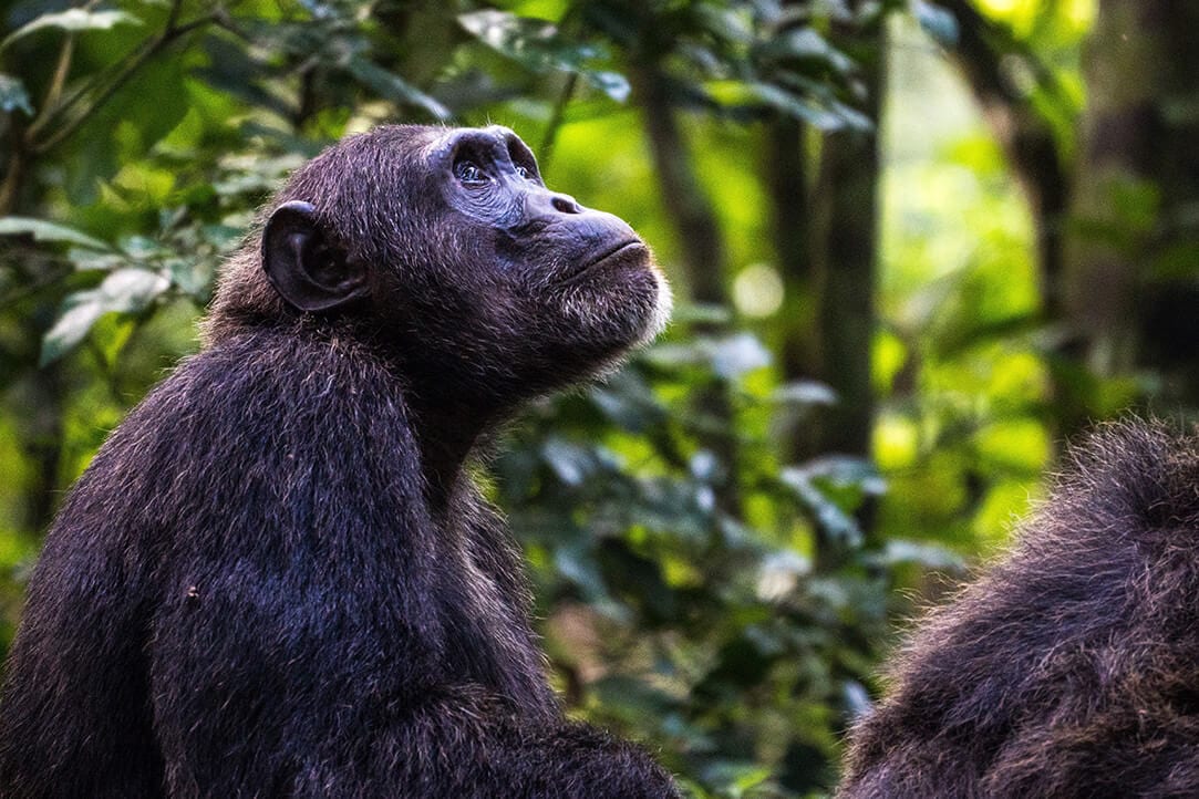 uganda-bestplaces-kibale__0000_01