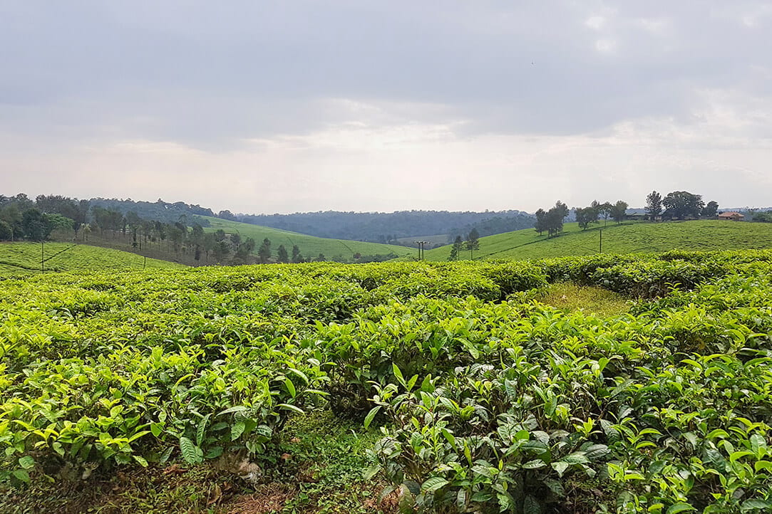 uganda-bestplaces-kibale__0001_02