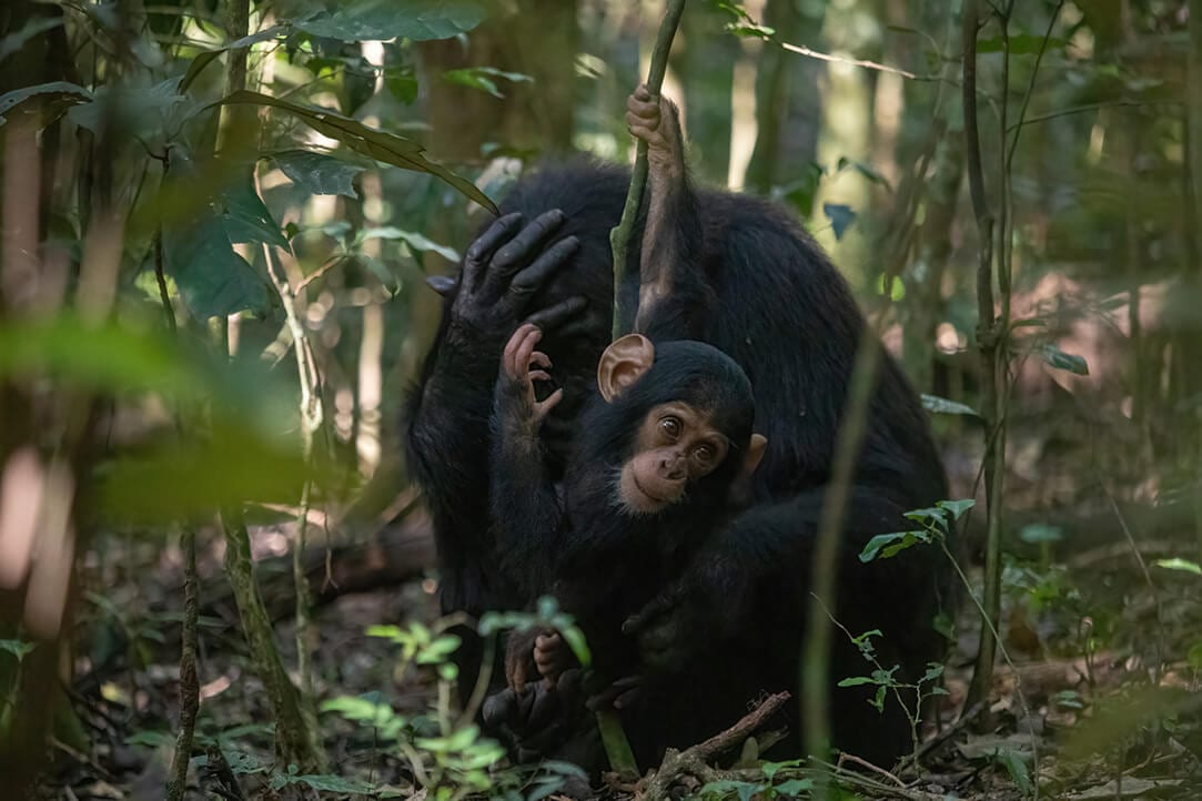 uganda-bestplaces-kibale__0002_03