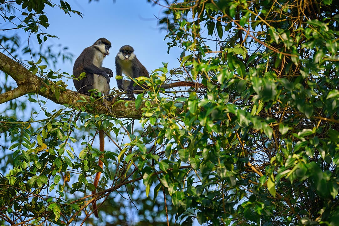 uganda-bestplaces-kibale__0004_05