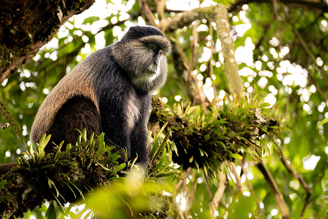 uganda-bestplaces-mgahinga__0000_01