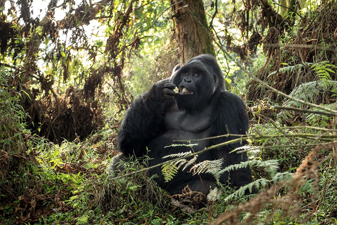 uganda-bestplaces-mgahinga__0001_02