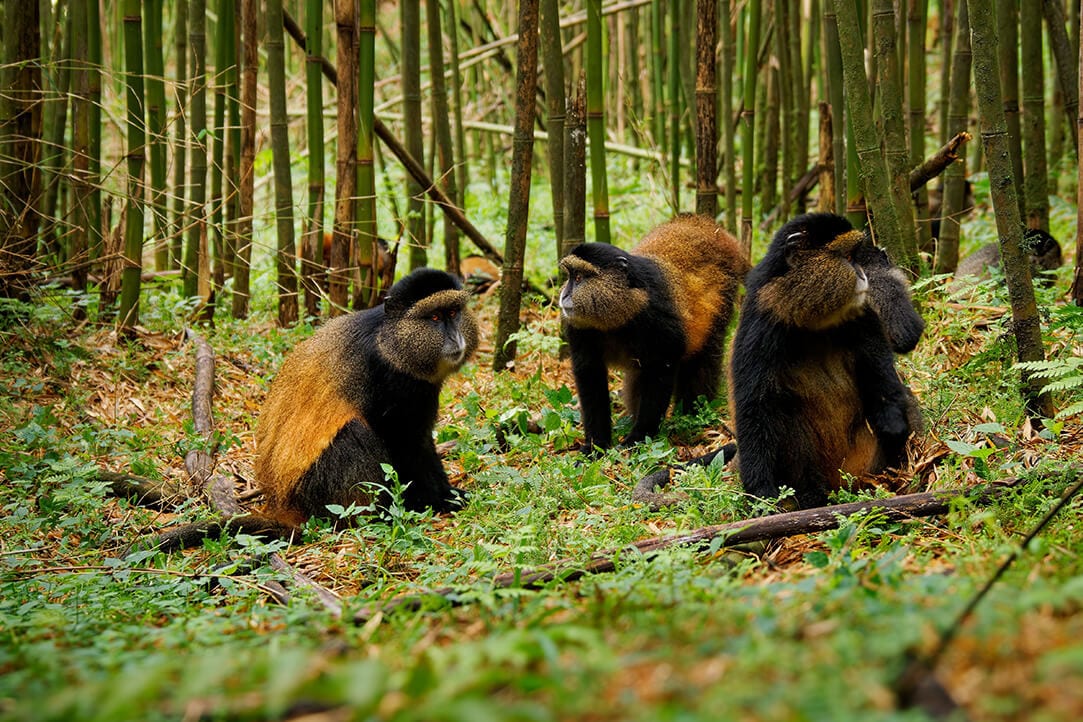 uganda-bestplaces-mgahinga__0002_03