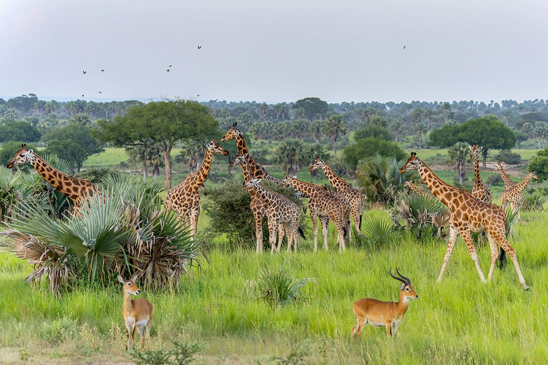 uganda-bestplaces-murchison__0000_01