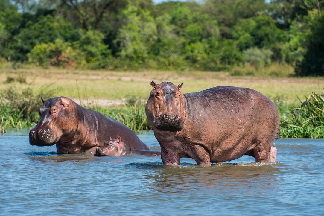 uganda-bestplaces-murchison__0002_03