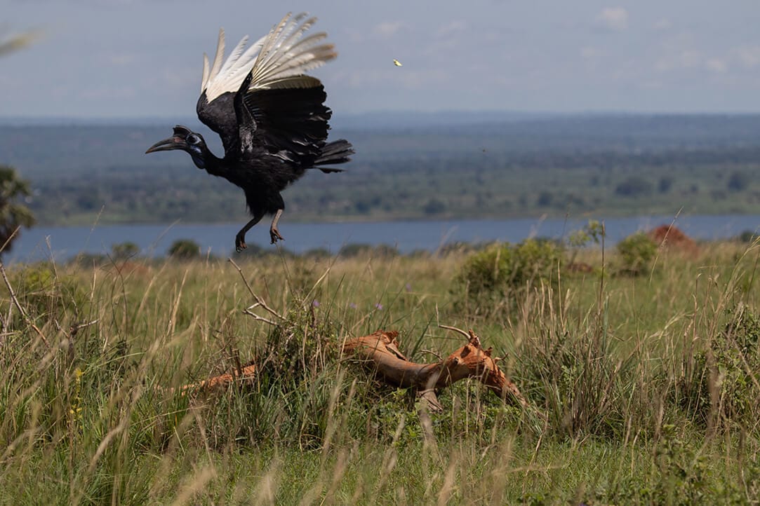 uganda-bestplaces-murchison__0003_04