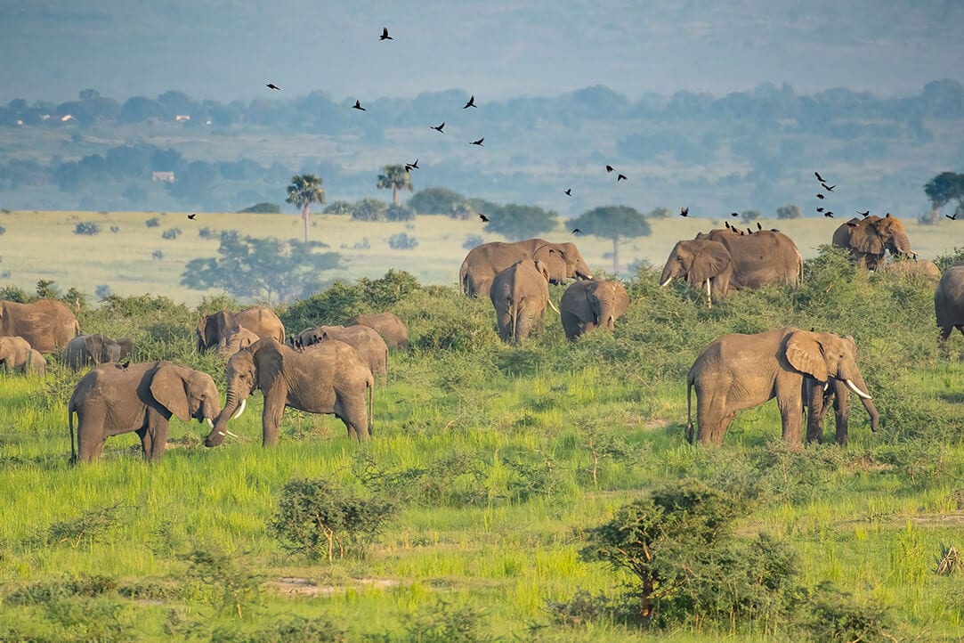uganda-bestplaces-murchison__0004_05