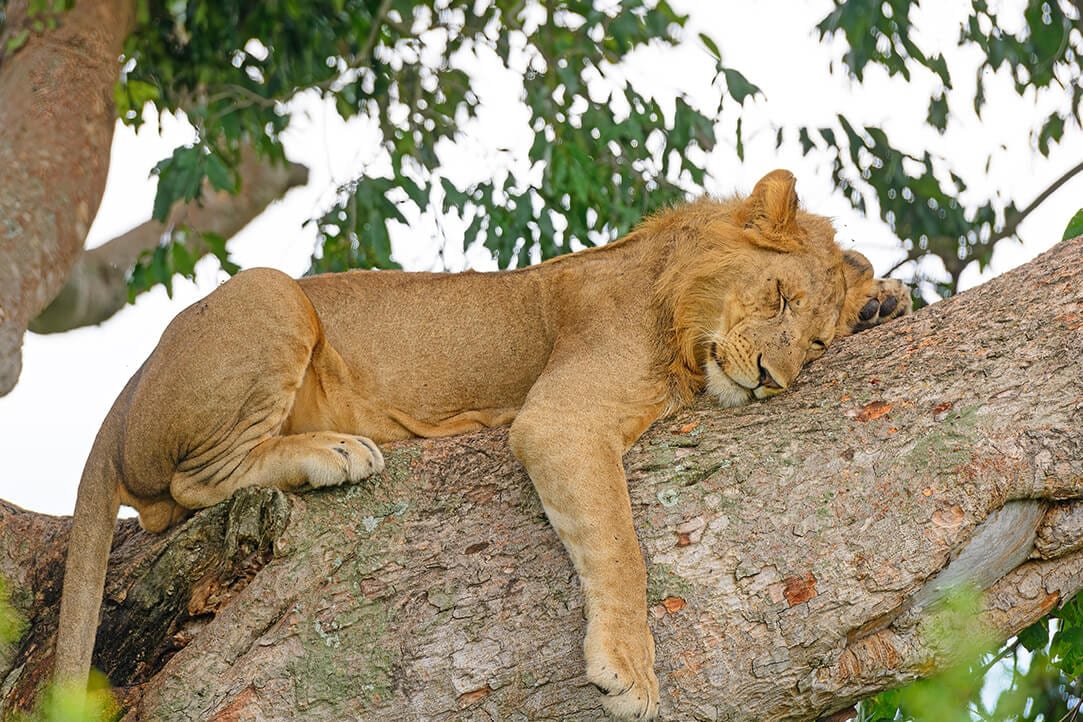 uganda-bestplaces-queenelizabeth-_0002_03