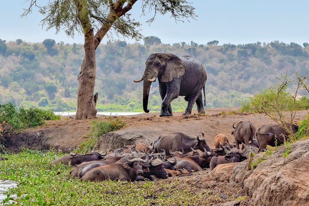 uganda-bestplaces-queenelizabeth-_0003_04