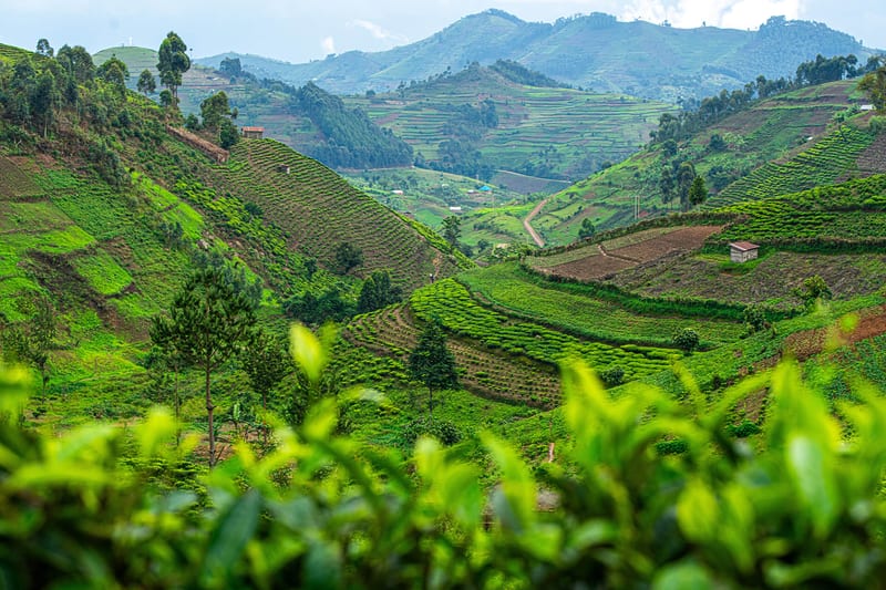 uganda-header-img__0000_01