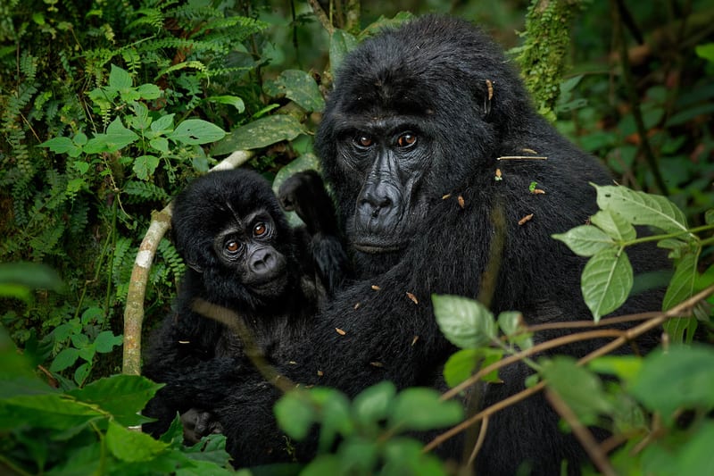 uganda-header-img__0001_02