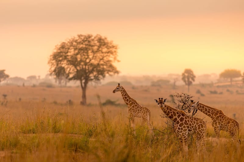 uganda-header-img__0005_06