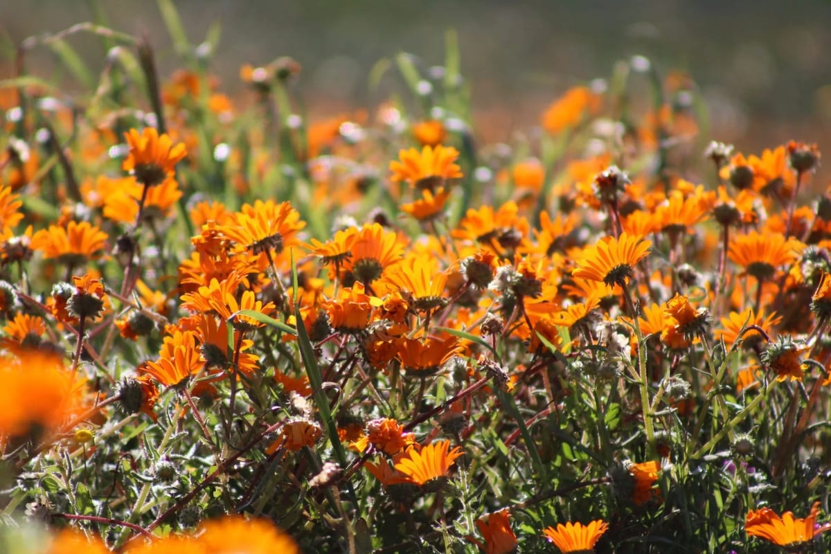 Namaqualand west coast wild flowers