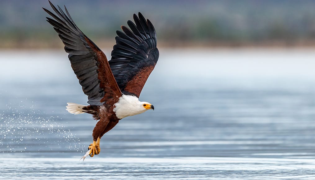 African fish eagle