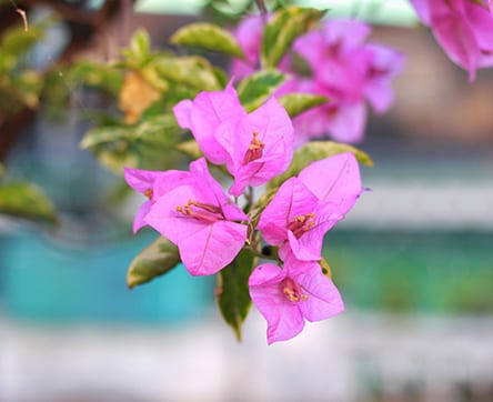 Bougainvillea flowering vine
