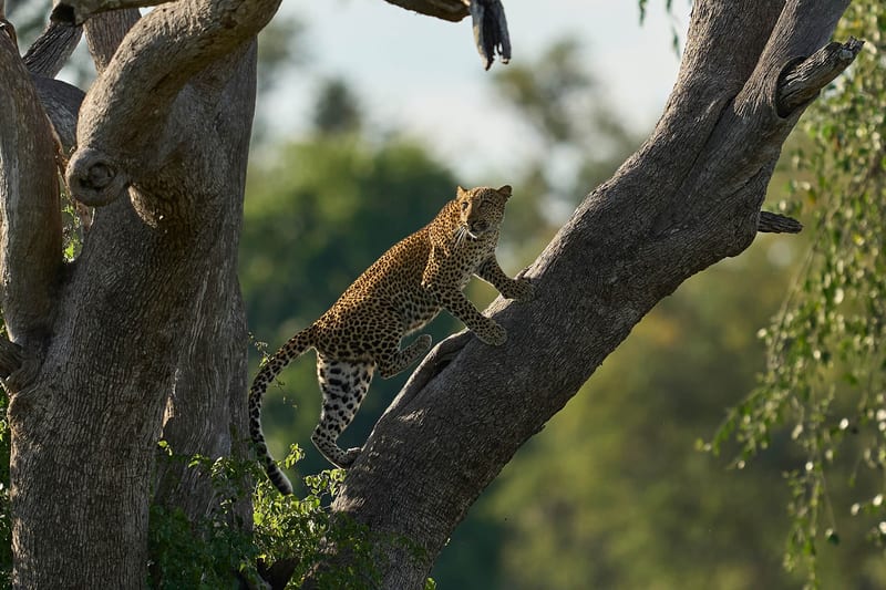 zambia-header-img__0000_01