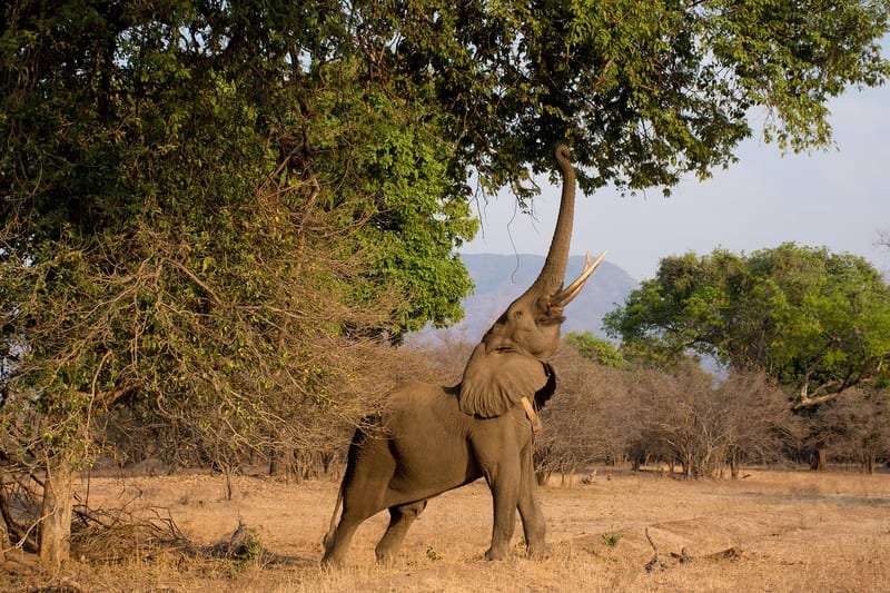 zimbabwe-header-img__0003_04