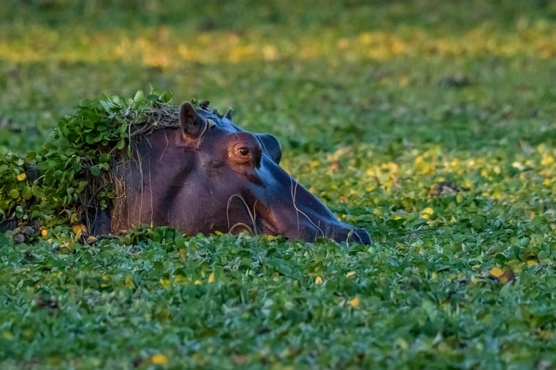 zimbabwe-header-img__0009_10