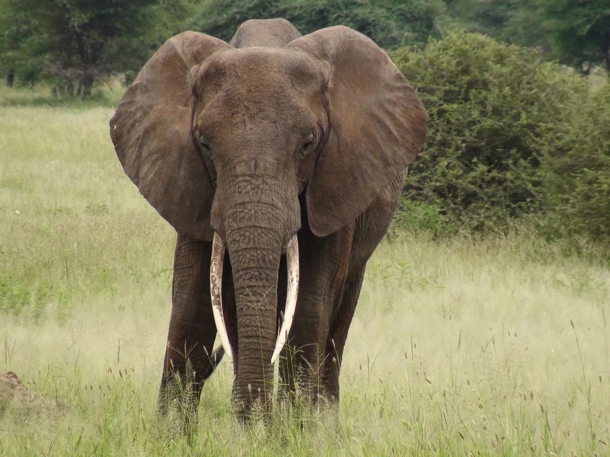 An elephant with tusks standing in a grassy field surrounded by trees.