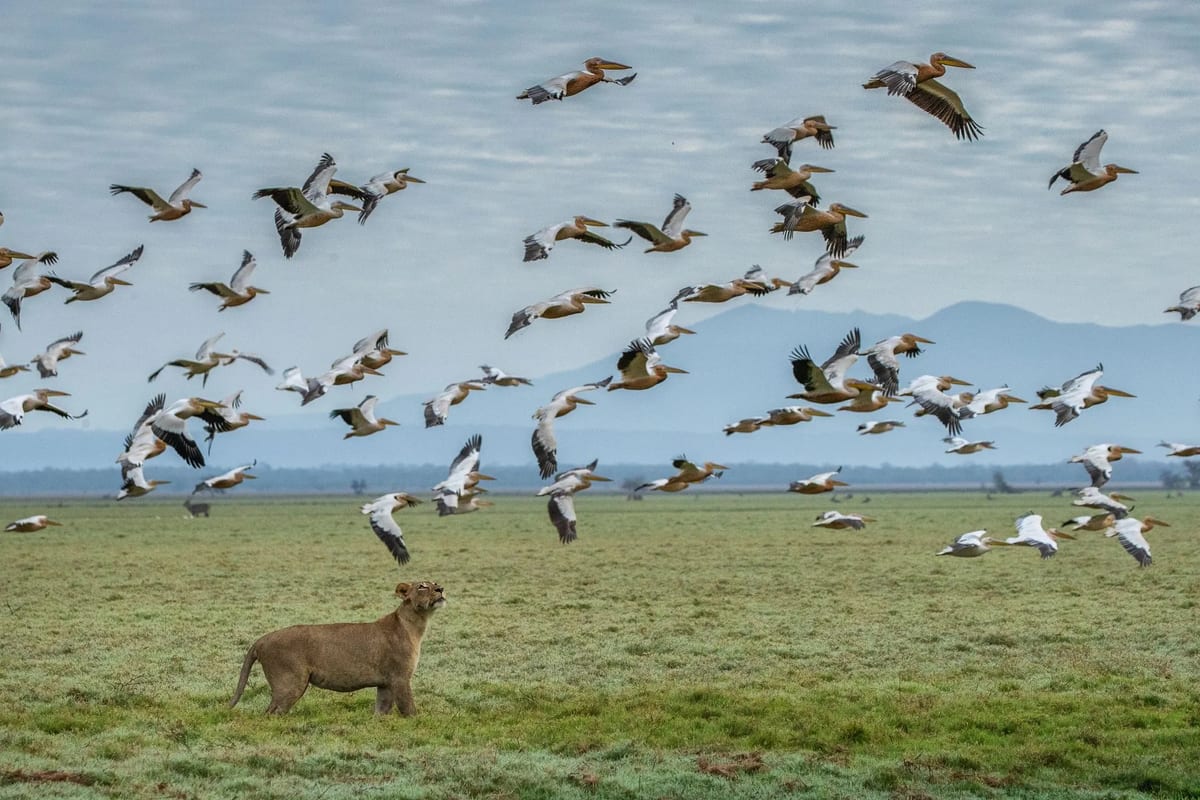 GORONGOSA-SAFARIS-Mozambique-1920w-elementor-io-optimized