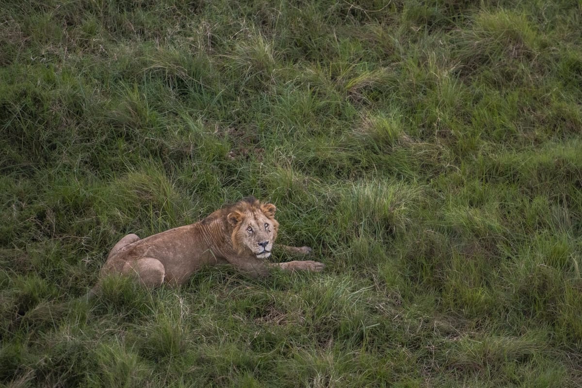 Lions resting in Masai Mara savannah from above