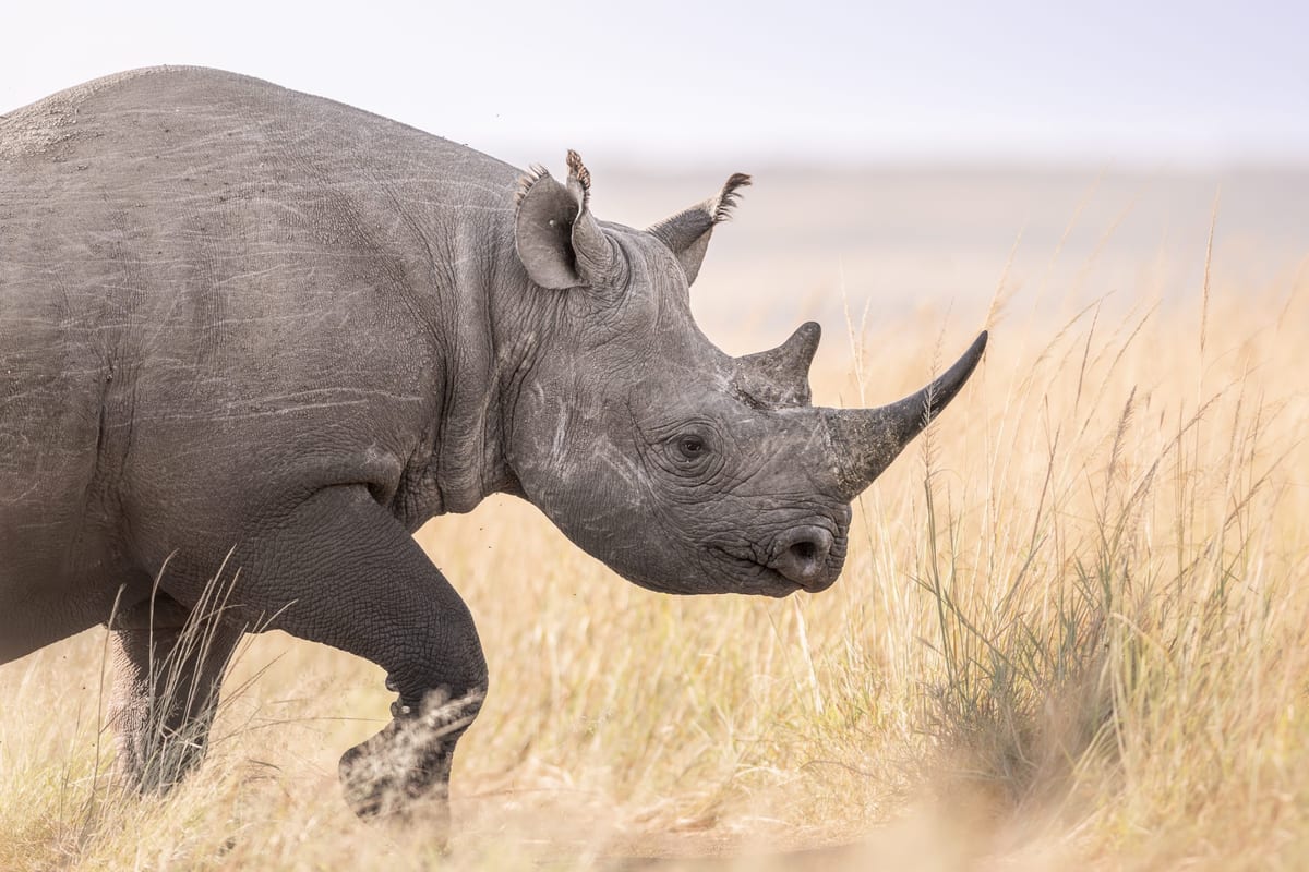 Rhino family grazing in Kenya safari landscape