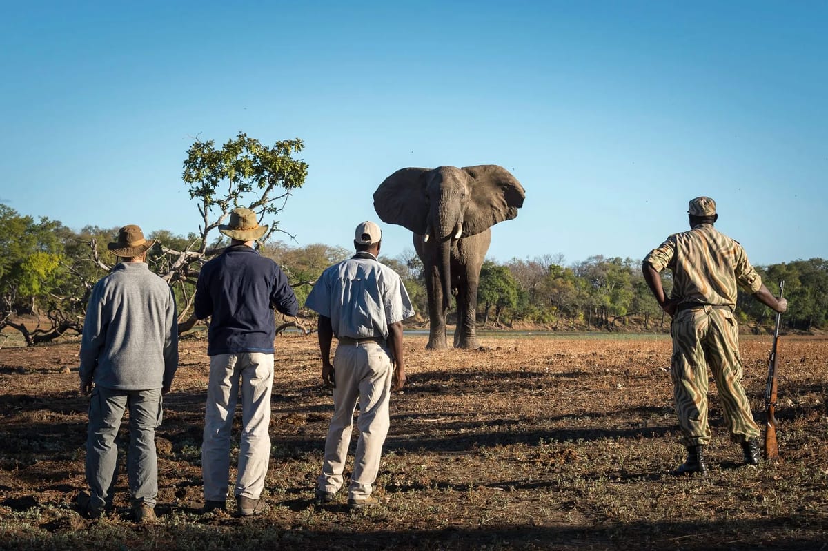South Luangwa walking safari