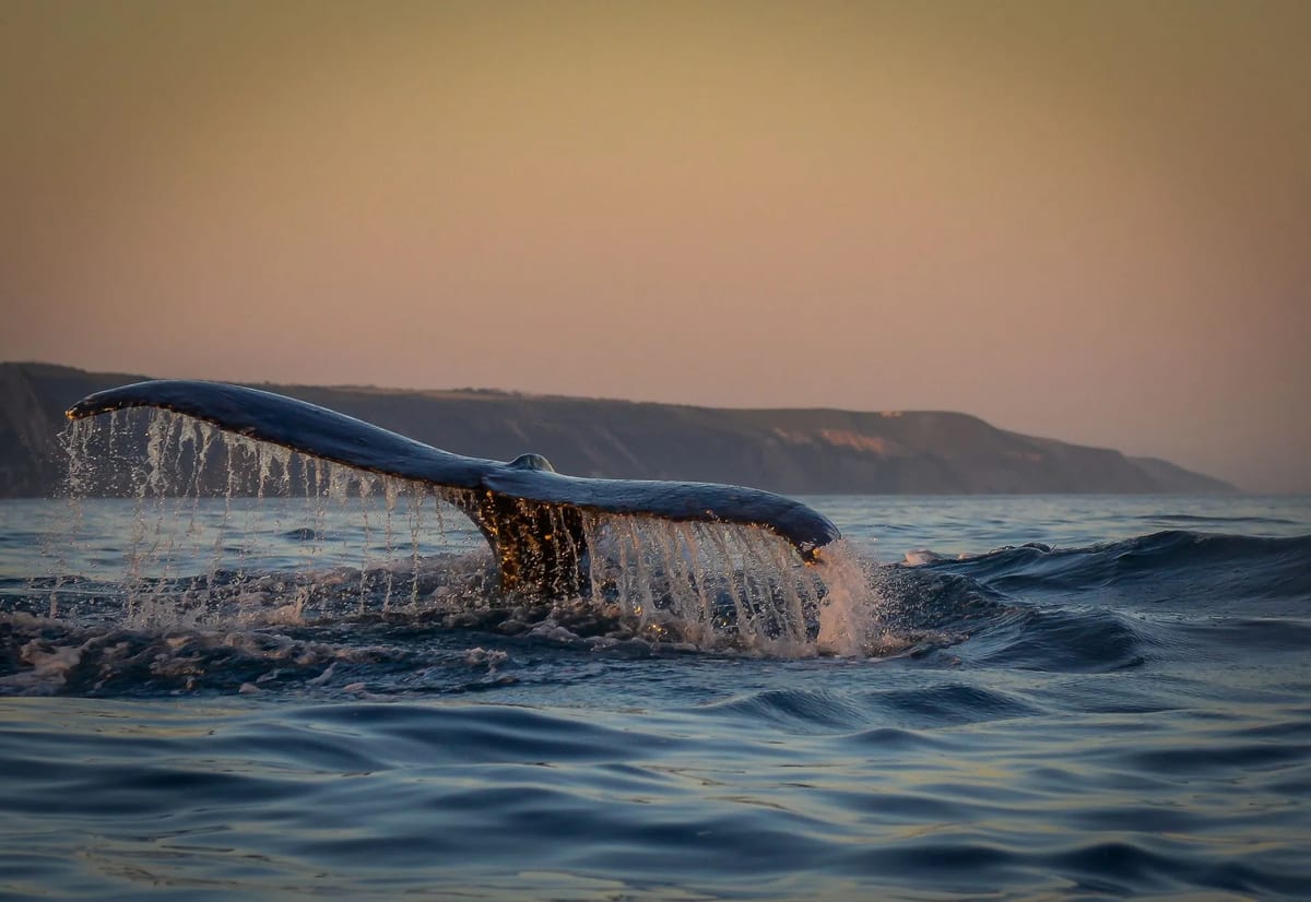 whale watching Garden Route