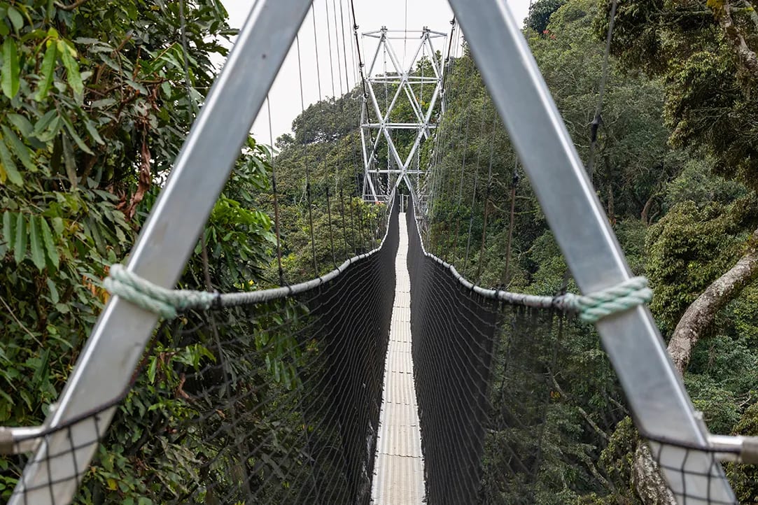 rwanda-bestplaces-nyungwe-_0001_02