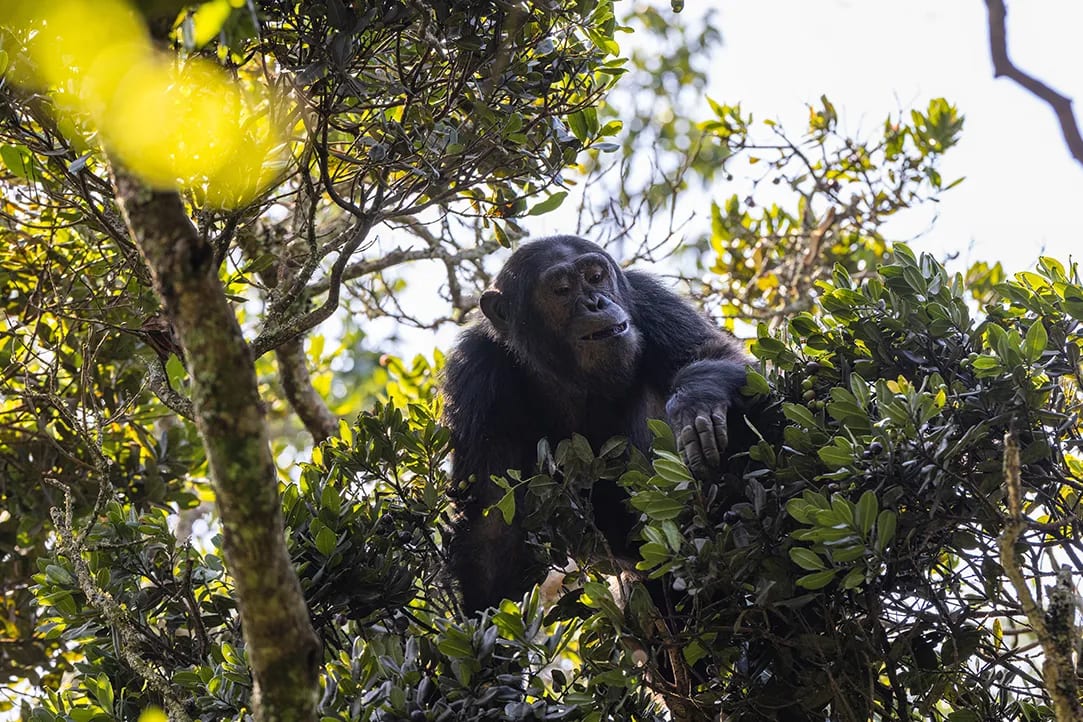 rwanda-bestplaces-nyungwe-_0003_04