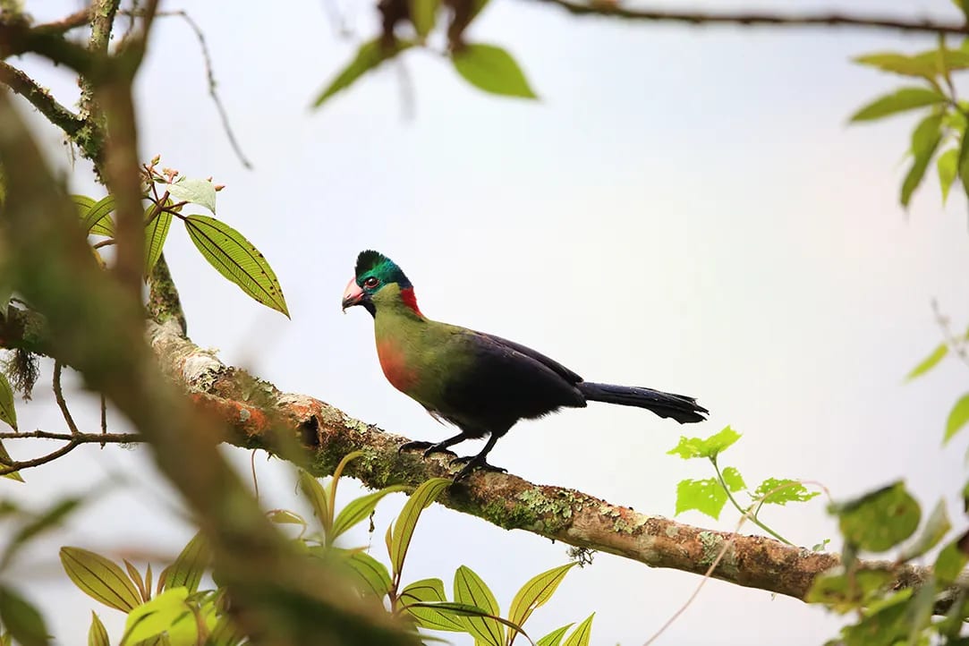 rwanda-bestplaces-nyungwe-_0004_05