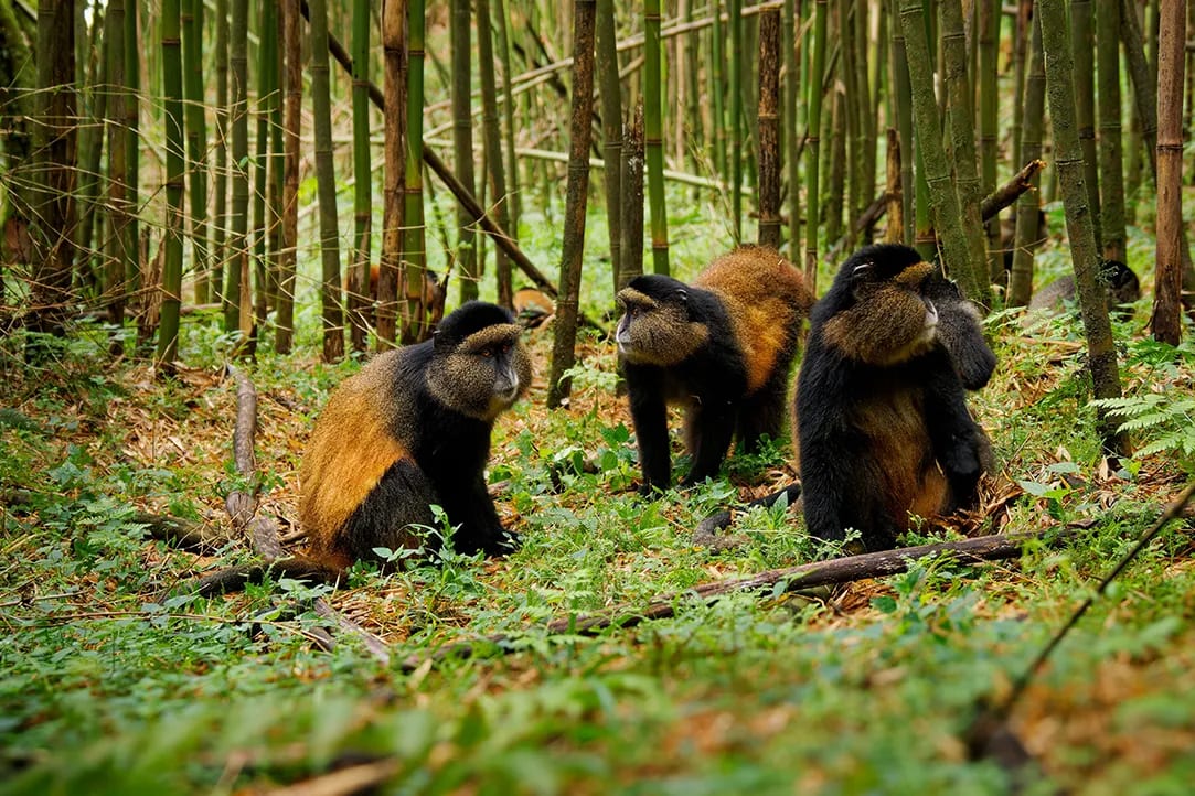 rwanda-bestplaces-volcanoes-_0000_01