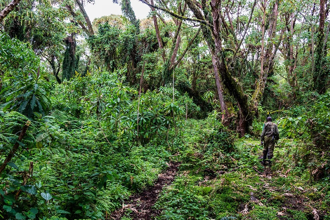 rwanda-bestplaces-volcanoes-_0003_04