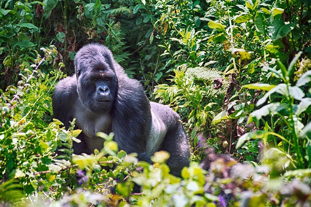 rwanda-bestplaces-volcanoes-_0004_05